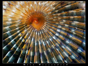 Peacock-Worm ( sabella sabella ) closeup by Rico Besserdich 